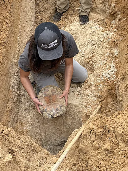 Gopher Tortoise Removed from Burrow