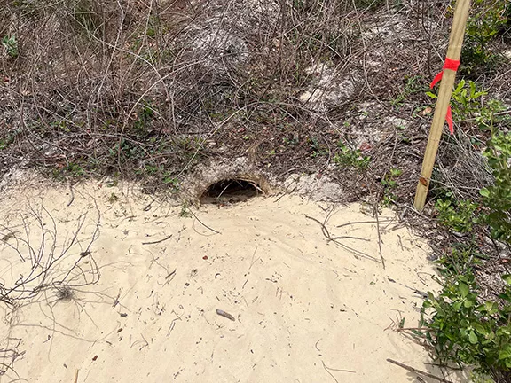 Gopher Totoise Burrow Umatila FL