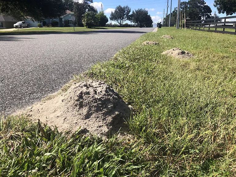 Gopher lawn damage in Ocala FL