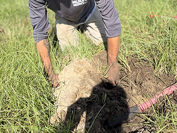 gopher-hole