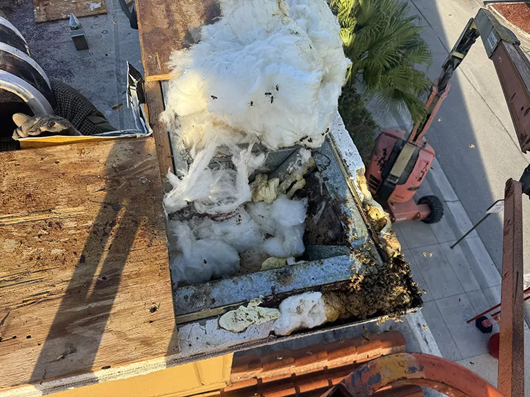 Hive within building wall insulation