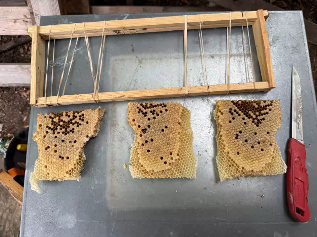 Honey Comb from Belleview Bee Removal