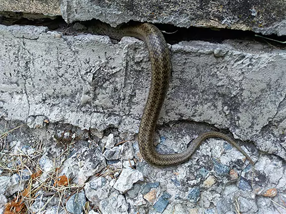 How Do Snakes Enter Homes in Florida