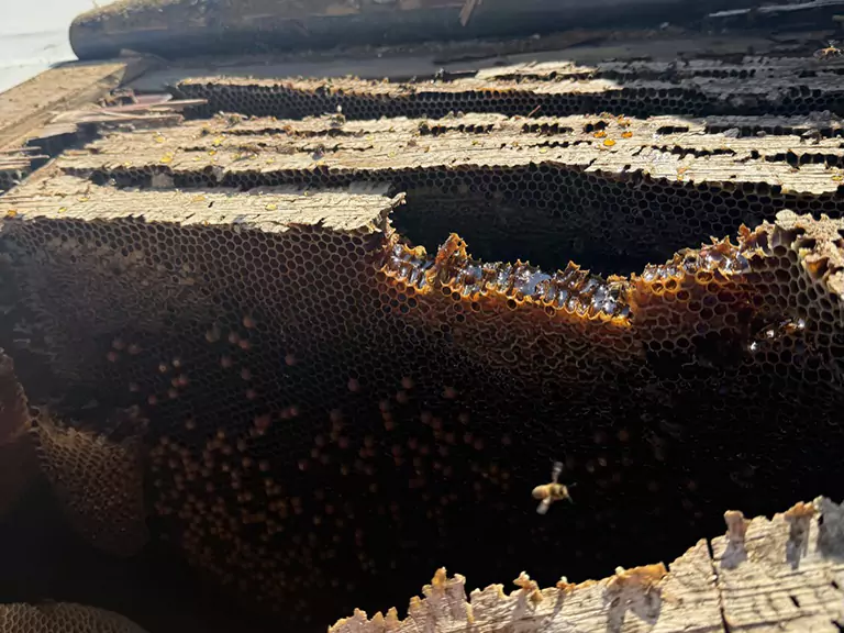 How to Get Rid of Africanized Honey Bees