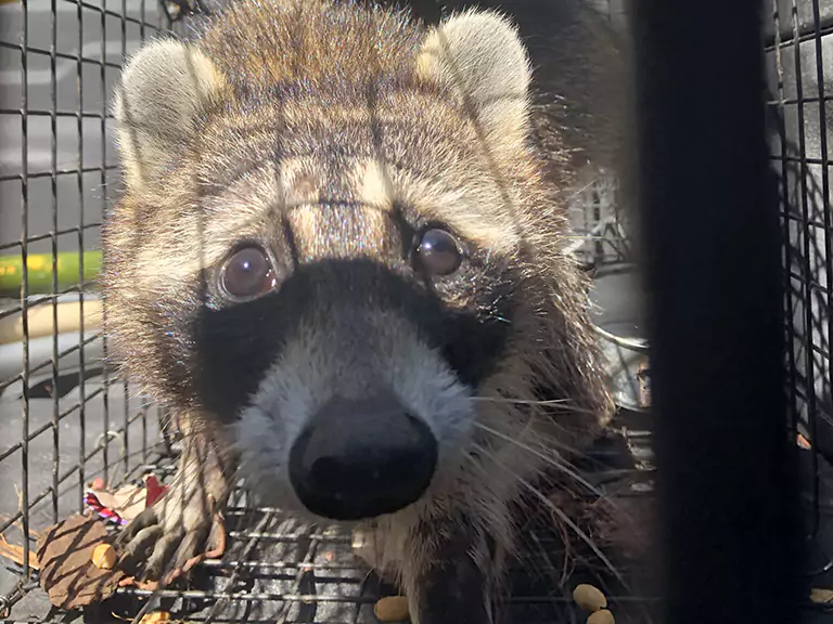 How to Keep Animals Out of Crawl Space Areas in Florida Homes