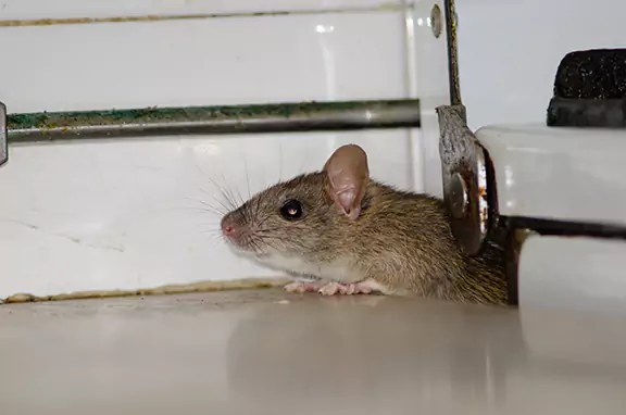 How to Keep Rodents Out of Your House in Florida