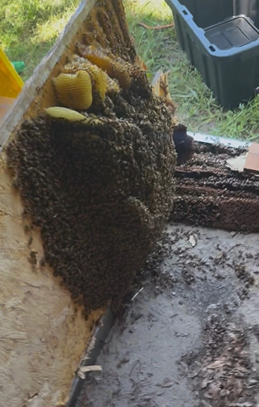 aggressive-bee-hive