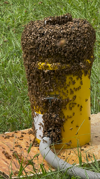 bee-hive-removal