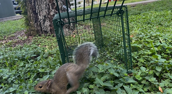 squirrel-release