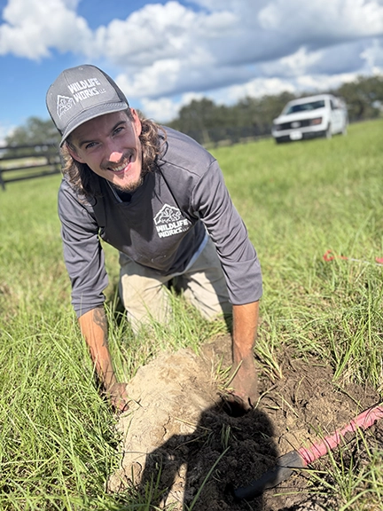 pocket-gopher-1