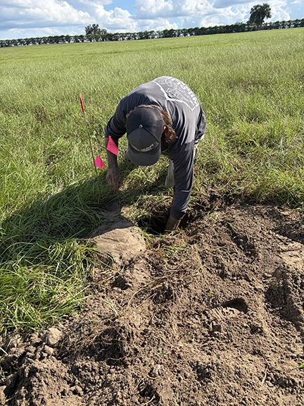 pocket-gopher-removal