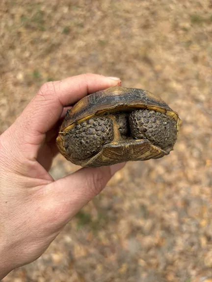 Juvenile Gopher Tortoise Relocation in Florida