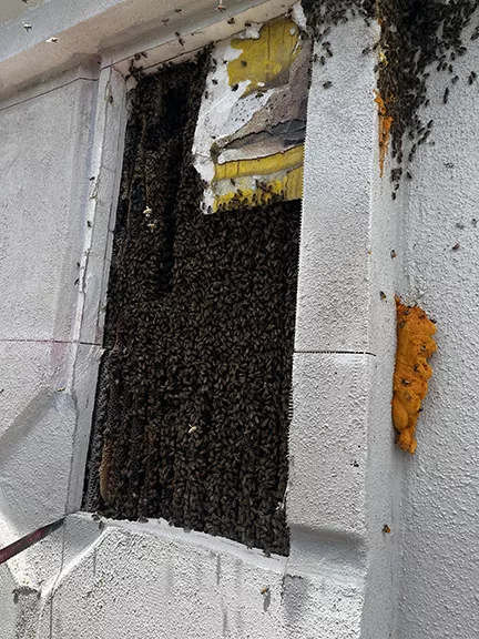 Large Beehive in Boynton Beach Retailer
