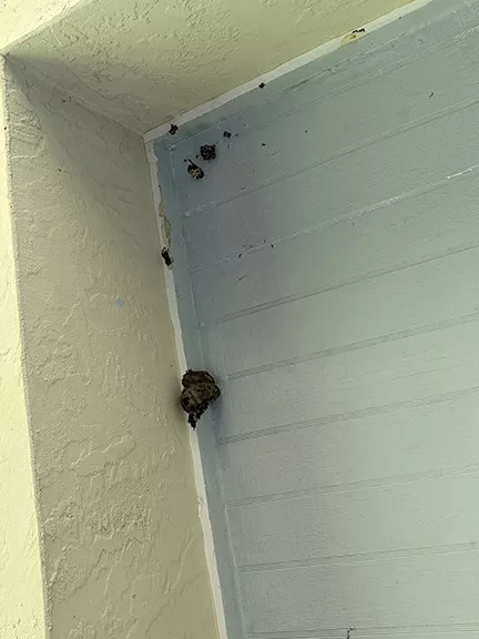 Mud Dauber Nest