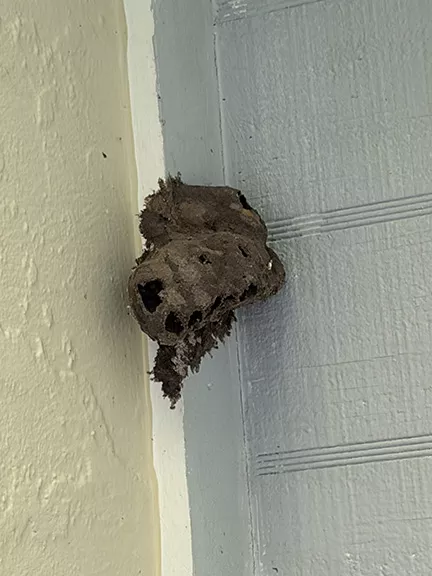 Mud Dauber nest outside