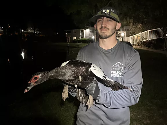 Muscovy Duck Humane Removal