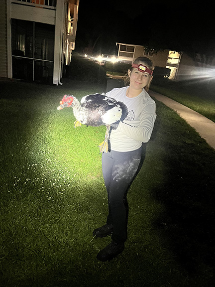 Muscovy Duck Relocation - Wildlife Works