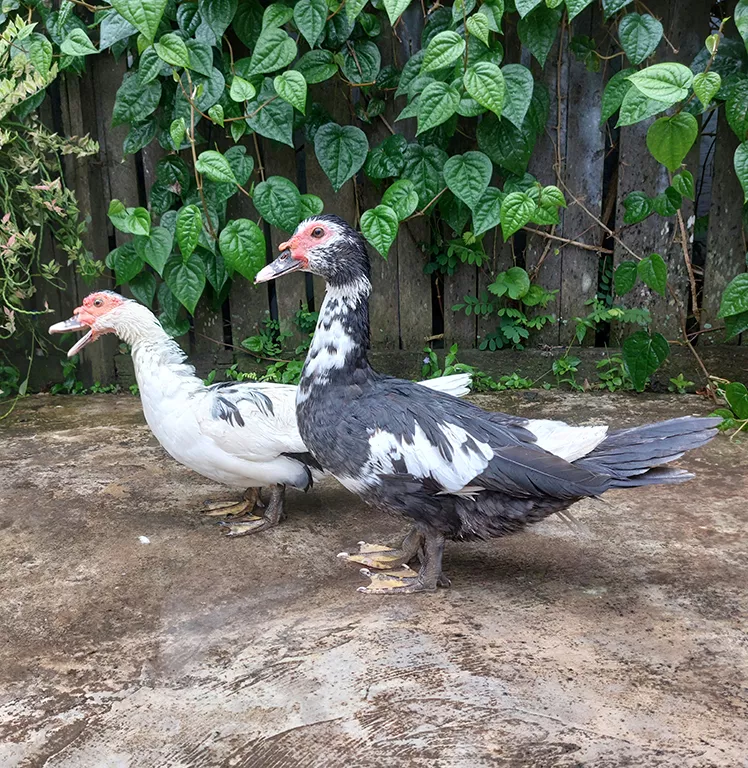 Muscovy Duck Removal for Different Property Types​