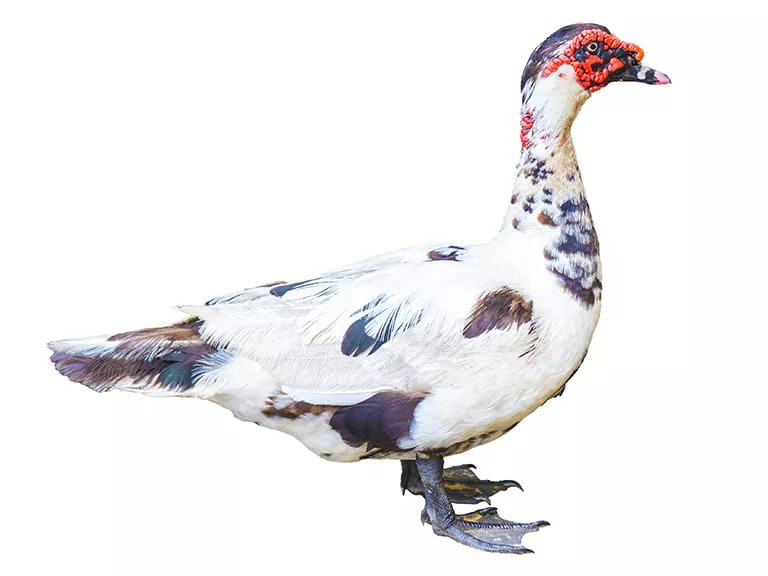 Muscovy Duck