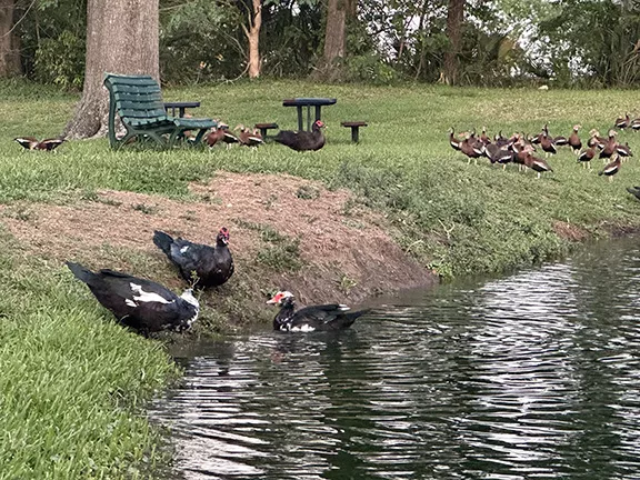 Muscovy Ducks in Ocala