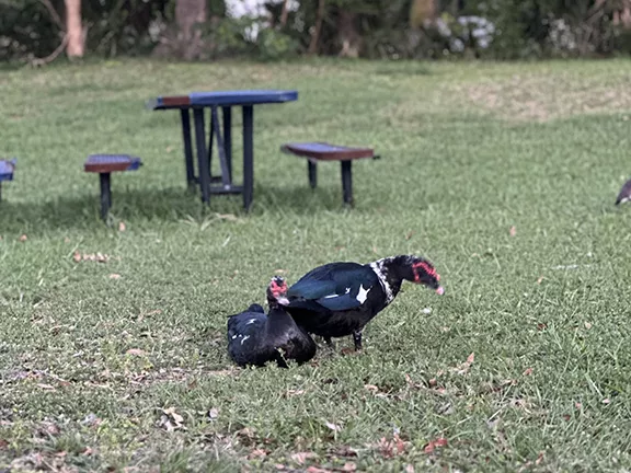 Muscovy Ducks in a Park