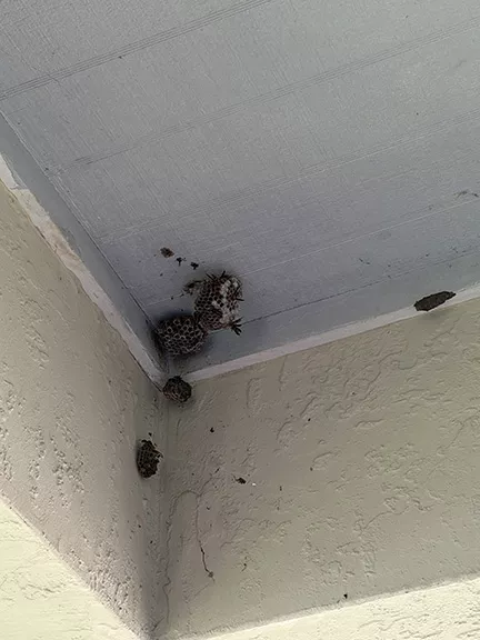 Nests