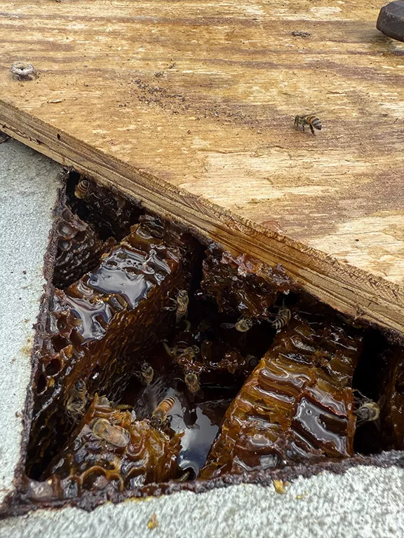 Older Hive with Dark Honey