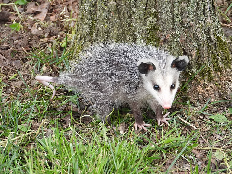 Opossum Pest Control - Wildlife Works