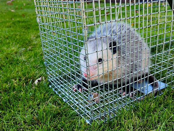 opossum-trapping-and-removal