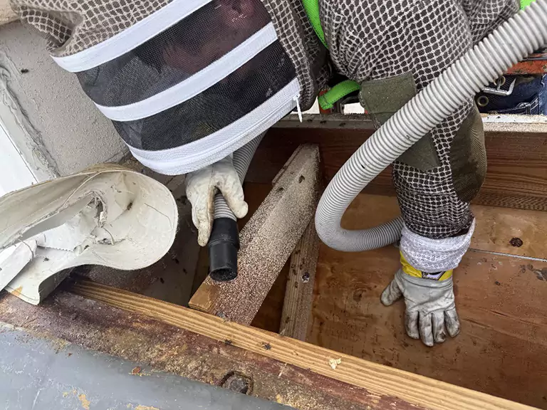 Our Process for Professional Bee Removal