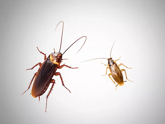 Palmetto Bugs vs Cockroaches