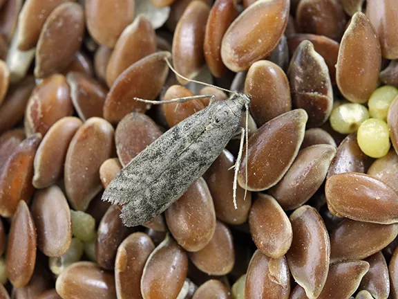 Pantry Pest Control
