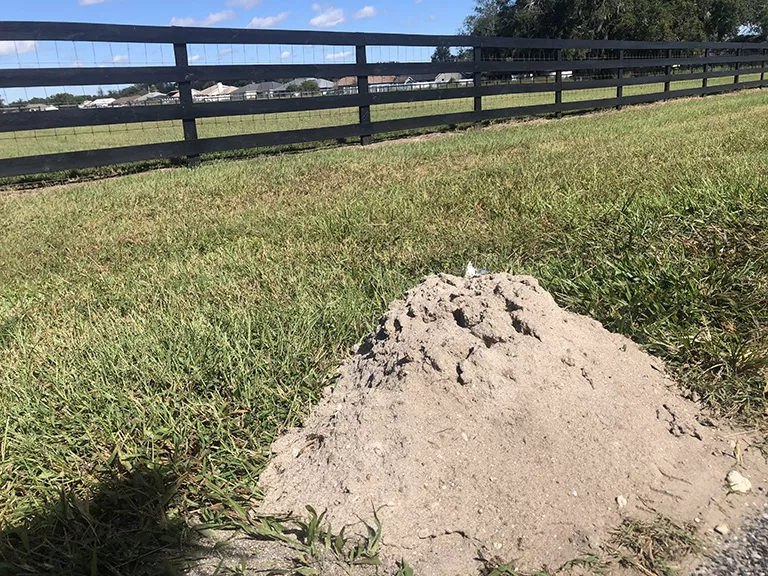 Pocket Gopher Mounds in Ocala FL