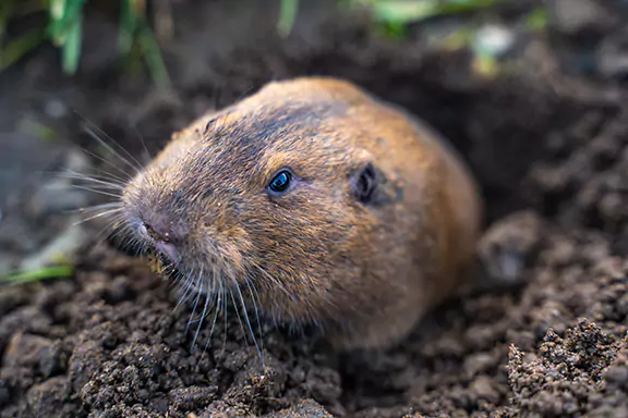 Pocket Gopher Removal