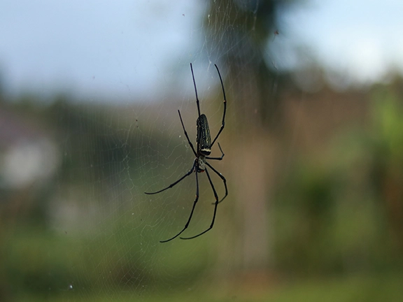 Prevent Spiders Around Your Patio and Outdoor Spaces