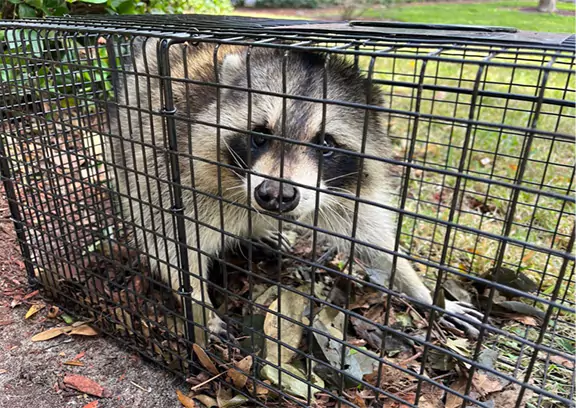 Raccoon Removal Services in Central Florida