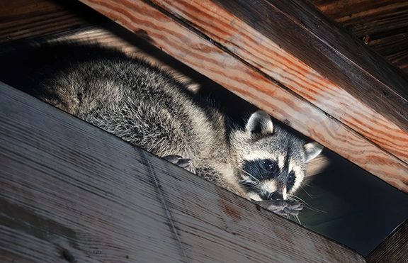 raccoons-in-attick