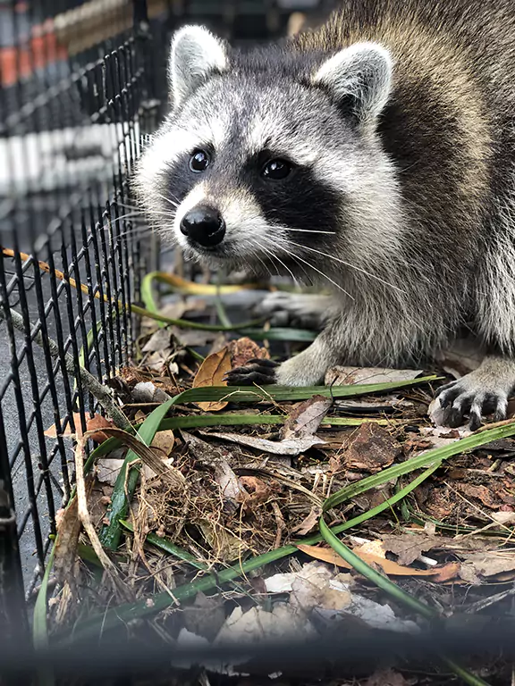 Racoon Capture and Relocation