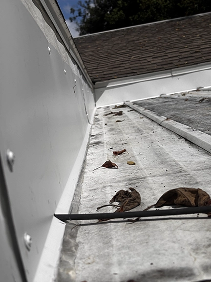 Racoon Image