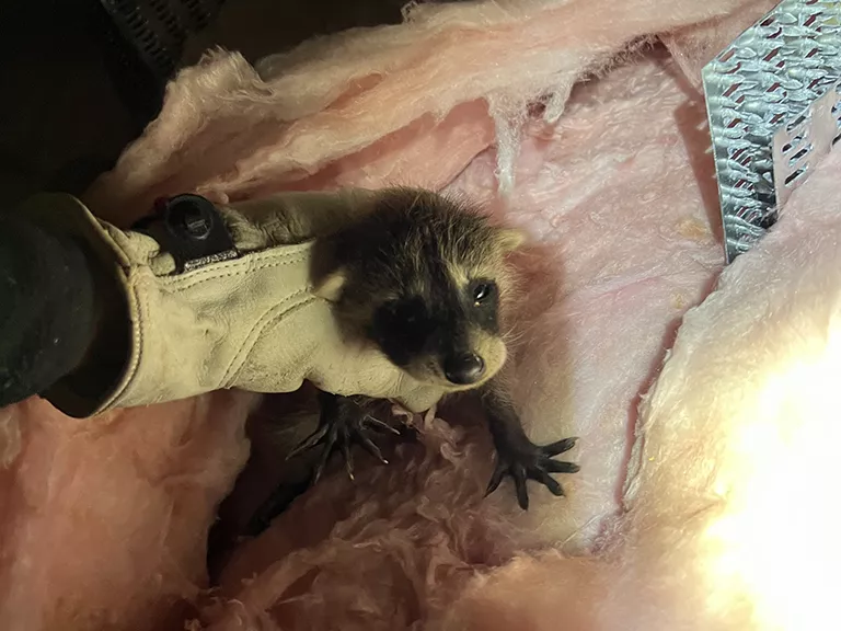 Racoon Kit Rescue 2 - Wildlife Works