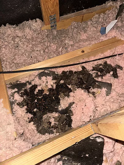 Racoon Waste in attic