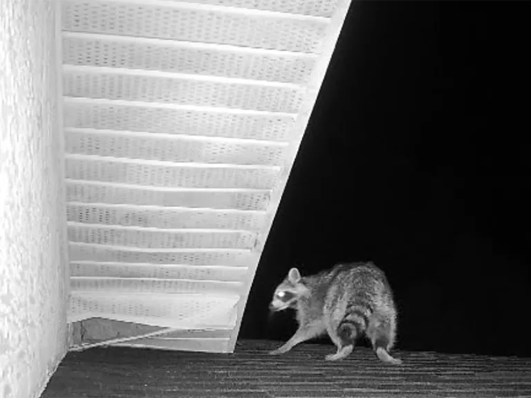 Racoon entering the attic through roof opening
