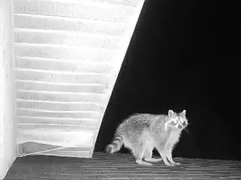 Racoon on the roof at night
