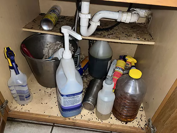 Rat Droppings Found in Cabinet