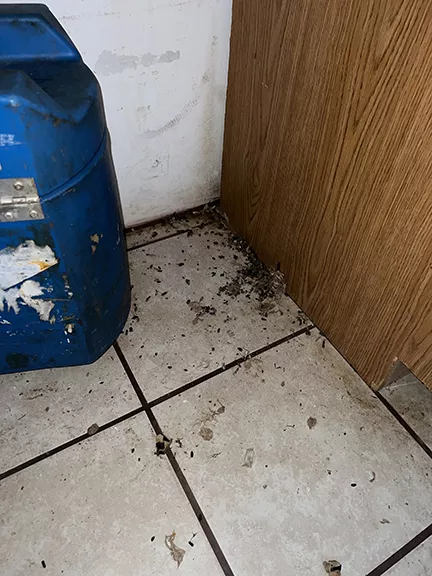 Rat Droppings