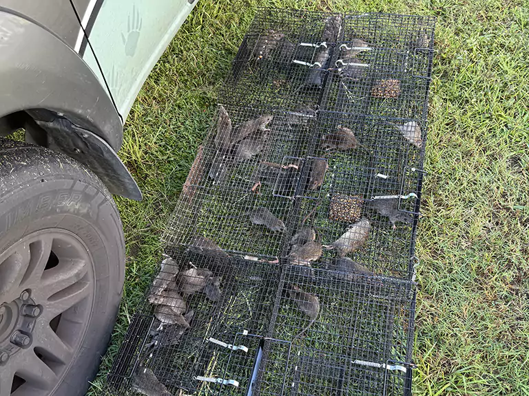 Rat Removal at Florida Barn