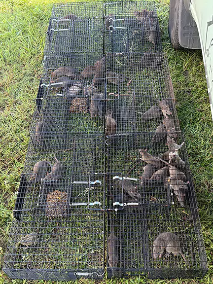 Rat Removal for Barns and Agricultural Properties in FL