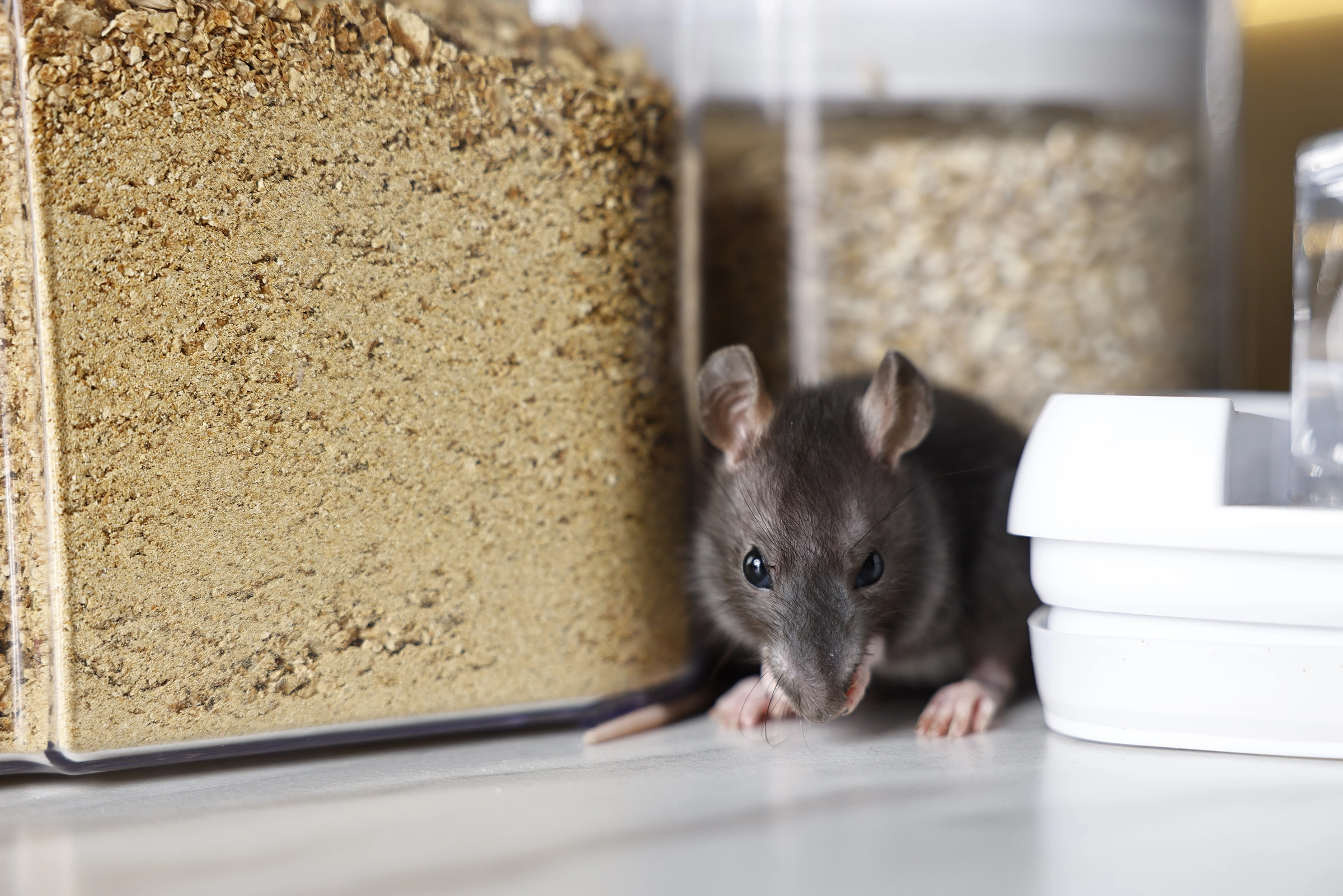 rat-in-home