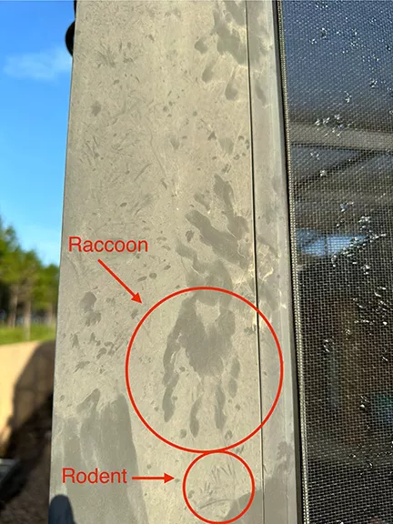 Rats Nesting Around Pool Cage Structures