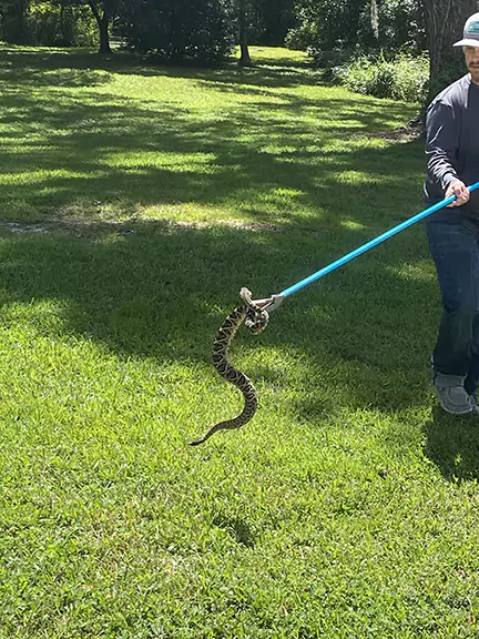 Rattlesnake Capture in Ocala FL